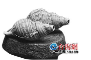 梦见很大海螺，梦见一只超大的海螺解梦