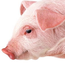 梦见放猪放牛，梦见放猪是怎么回事