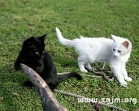 梦见白猫和小白猫，梦见大白猫和小白猫
