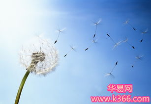 梦见吹风是什么意思是什么，梦见风吹我