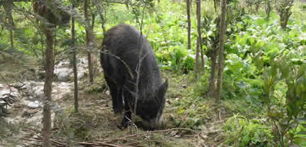梦见野猪有什么预兆，梦到野猪是怎么回事