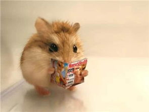 做梦梦见仓鼠，梦见仓鼠是什么意思