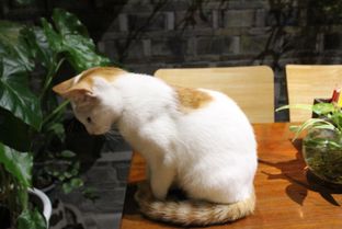 梦见猫追我周公解梦,梦见猫追你