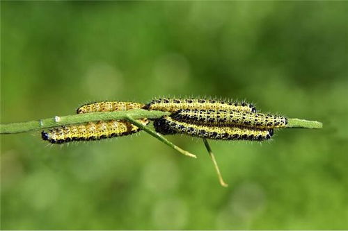 梦见好多虫子什么预兆，梦见好多虫子被消灭掉