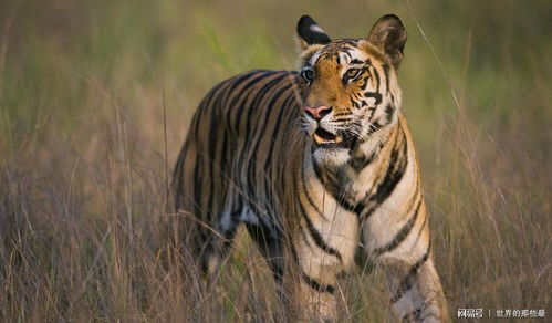 梦见一群老虎追我到寺庙是什么预兆呢，梦到一群老虎追我