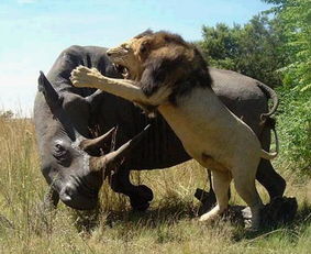 梦见犀牛拦路，梦见躲避牛