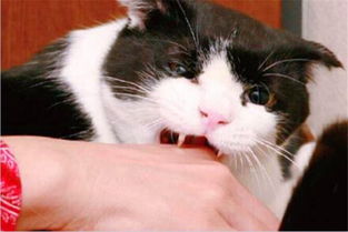 梦到两个猫咪，梦到两个猫崽子