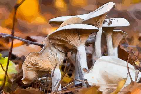 梦见蘑菇什么预兆解梦,梦见了很多蘑菇是什么意思