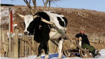 梦见在牛圈洗澡,梦见清理牛圈