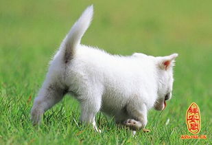 梦见踩动物，梦见被动物踩踏