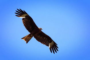 梦里梦见鹰是什么意思，梦见鹰是男孩还是女孩