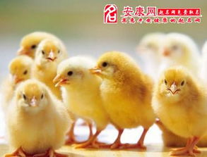 梦到被小鸡咬是什么意思，梦到被小鸡咬了一口