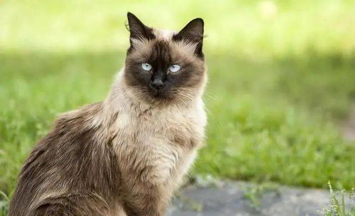 梦到猫吃肉,肉里吃出一只小猫，梦见猫吃自己肉