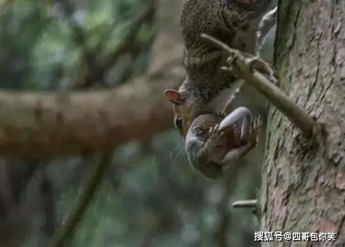 梦见一只小松鼠对我不离不弃，梦见一只小松鼠在水里游泳