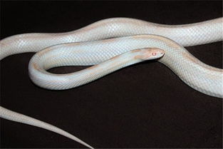 梦到一条白蛇追我，梦到一条白蛇追着我跑