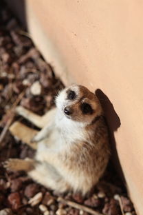 梦见自己嫁了三次，梦到再次嫁人