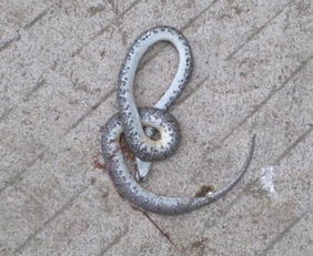 梦见蛇的速度特别快，梦见蛇跑得很快什么预兆