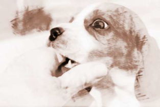 周公解梦全解梦到狗咬自己手指，梦到狗咬我周公解梦