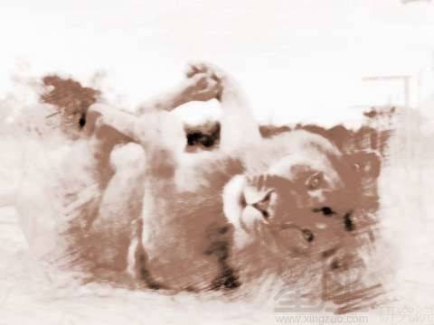 梦见咬人的狮子，梦里梦见狮子咬人