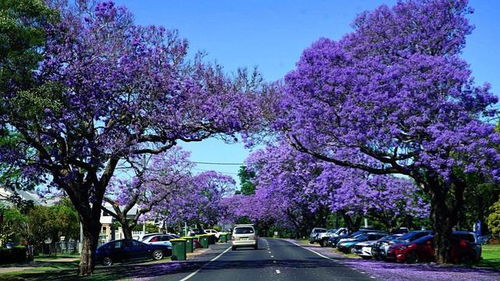 梦见种了棵小树，做梦种树