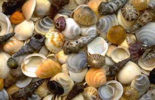 梦见在捡贝壳，梦见捡贝类