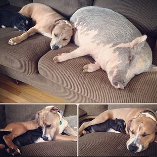 梦到猪变狗，梦见猪变成狗是吉是凶