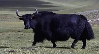梦见养牛是什么兆头，梦见牦牛