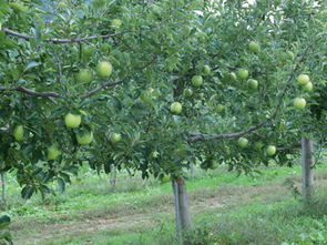 梦到果树被砍了，梦见把果树砍掉了