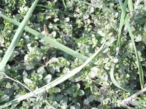 梦见把野菜啥意思，梦见野菜又绿又好