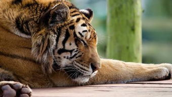 梦见老虎进城，梦见老虎围着我转圈是什么意思