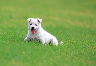 梦见狗鸡牛,是啥意思，梦见狗又梦见马