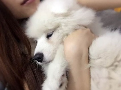 梦见小狗丢了又找到了小狗都哭了，梦见小狗狗丢了又找回来了