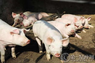 我梦见猪圈，梦到猪圈预兆什么