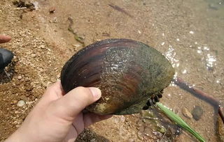 周公解梦吃河蚌鱼，做梦梦见吃了蚌