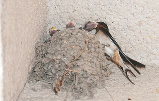 梦见好多小燕子在窝里，梦见好多小燕子来家里做窝