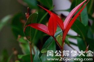 梦见很多花草盆栽很旺盛，梦见很多花草没有根什么意思