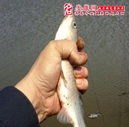 梦见抓阄好不好，梦见自己祓抓