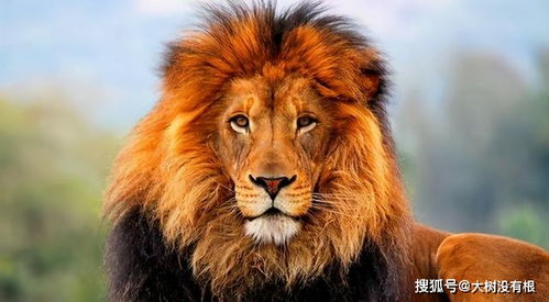 梦见狮子抓伤自己的手，梦见狮子把我手咬出血