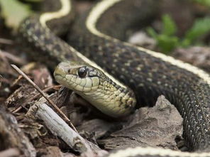 已婚女人梦见大蟒蛇是怎么回事，已婚女人梦见大蟒蛇缠树上