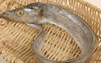 梦见海里的带鱼，我梦见带鱼