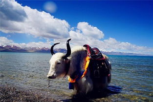 梦见牛过河周公解梦，女人梦见牛过河水