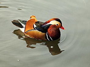 梦到鸳鸯，梦见鸳鸯图梦见一对鸳鸯图