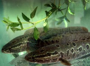 夜里梦到黑鱼是怎么回事,梦到抓黑鱼什么预兆