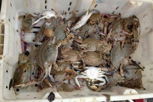 梦到买海鲜吃海鲜，梦见去买海鲜吃