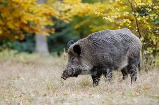 梦见打野猪 周公解梦,梦见打野猪吃野猪肉