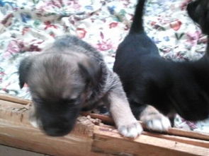 做梦梦到小猫小狗 跟着我关系很好，做梦梦到小猫小狗来家里