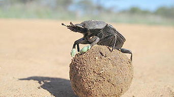 梦到把屎拉到屋里，梦见把屎拉屋里哪里都是