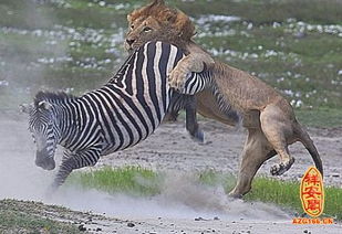 梦见战争逃难是什么意思，梦见战争逃命