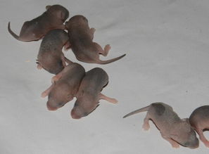 梦见身上钻老鼠,梦见身上钻进老鼠