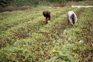 梦见挖到白薯，梦见挖好多白色地瓜好不好